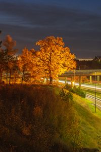 Preview wallpaper trees, hill, grass, night, autumn