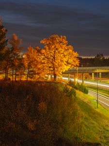 Preview wallpaper trees, hill, grass, night, autumn