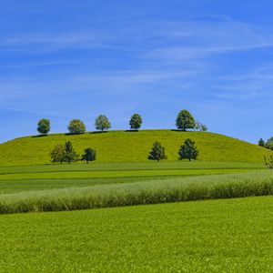 Preview wallpaper trees, hill, grass, nature