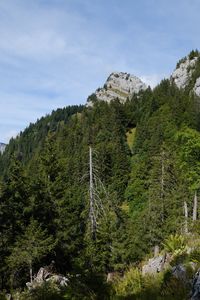 Preview wallpaper trees, hill, nature, forest