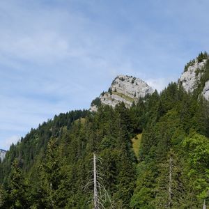 Preview wallpaper trees, hill, nature, forest