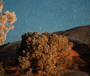Preview wallpaper trees, hill, stars, starry sky, night