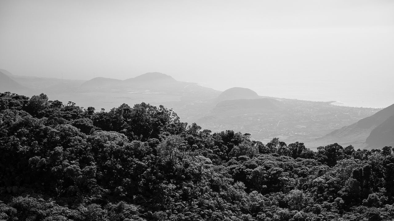 Wallpaper trees, hills, fog, black and white, nature