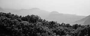 Preview wallpaper trees, hills, fog, black and white, nature