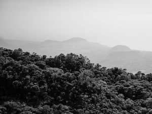 Preview wallpaper trees, hills, fog, black and white, nature