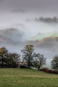 Preview wallpaper trees, hills, fog, autumn, landscape, nature