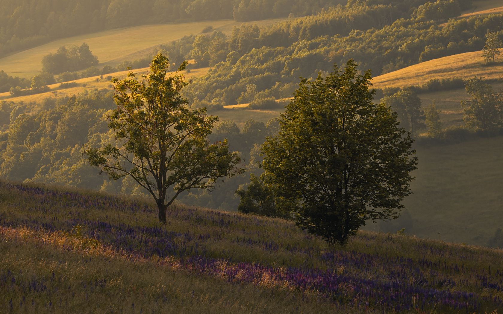 1680x1050 Wallpaper trees, hills, slopes, grass, landscape