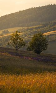 Preview wallpaper trees, hills, slopes, grass, landscape