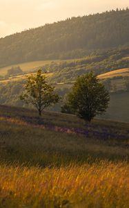 Preview wallpaper trees, hills, slopes, grass, landscape