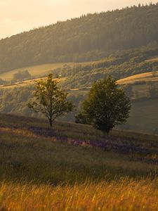 Preview wallpaper trees, hills, slopes, grass, landscape