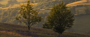 Preview wallpaper trees, hills, slopes, grass, landscape