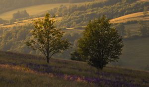 Preview wallpaper trees, hills, slopes, grass, landscape