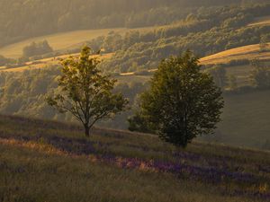 Preview wallpaper trees, hills, slopes, grass, landscape