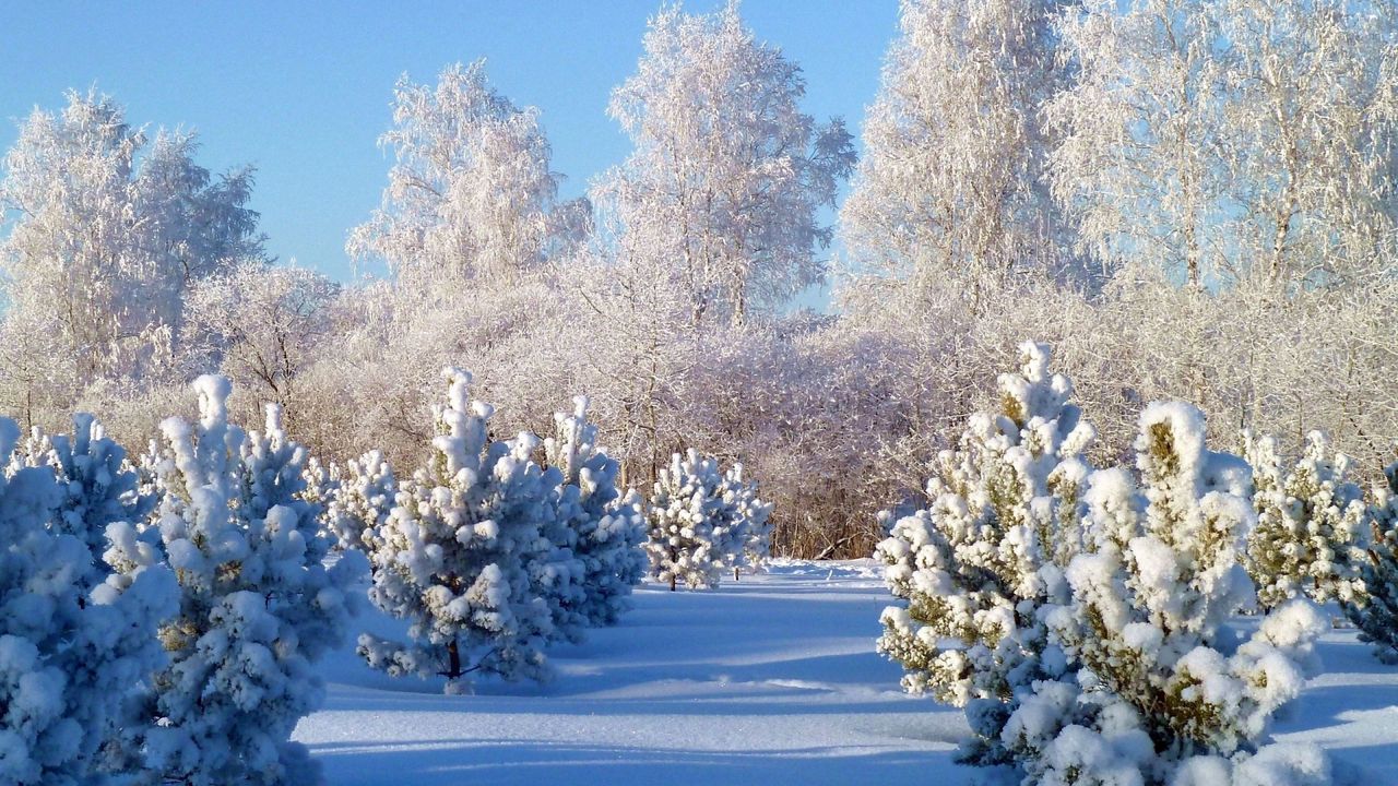 Wallpaper trees, hoarfrost, fir-trees, young growth, winter, snow, gray hair, snowdrifts, cover, white