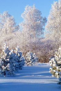 Preview wallpaper trees, hoarfrost, fir-trees, young growth, winter, snow, gray hair, snowdrifts, cover, white