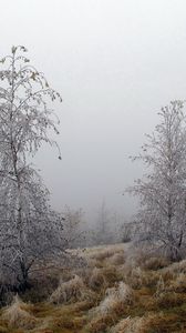 Preview wallpaper trees, hoarfrost, grass, frosts, october, fog