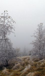 Preview wallpaper trees, hoarfrost, grass, frosts, october, fog