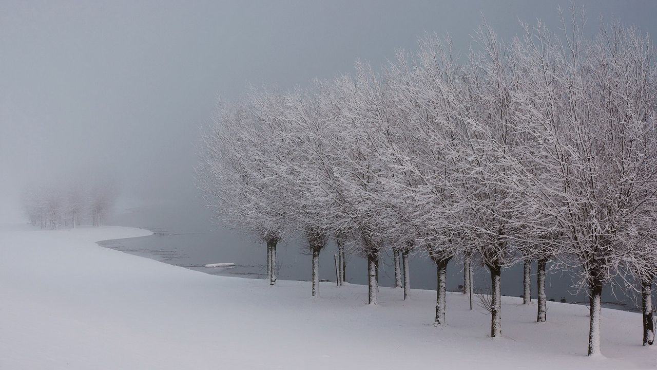 Wallpaper trees, hoarfrost, lake, coast, garden, gray hair, winter, white