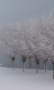 Preview wallpaper trees, hoarfrost, lake, coast, garden, gray hair, winter, white