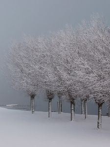 Preview wallpaper trees, hoarfrost, lake, coast, garden, gray hair, winter, white