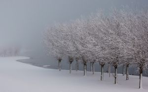 Preview wallpaper trees, hoarfrost, lake, coast, garden, gray hair, winter, white