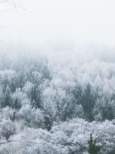 Preview wallpaper trees, hoarfrost, peaks