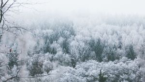 Preview wallpaper trees, hoarfrost, peaks