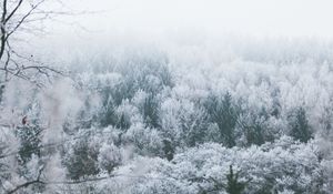 Preview wallpaper trees, hoarfrost, peaks