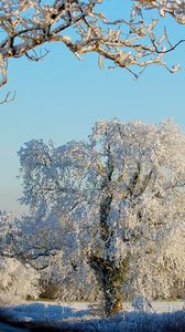 Preview wallpaper trees, hoarfrost, road, asphalt, clearly