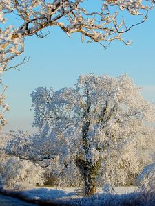 Preview wallpaper trees, hoarfrost, road, asphalt, clearly