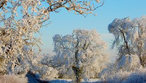 Preview wallpaper trees, hoarfrost, road, asphalt, clearly