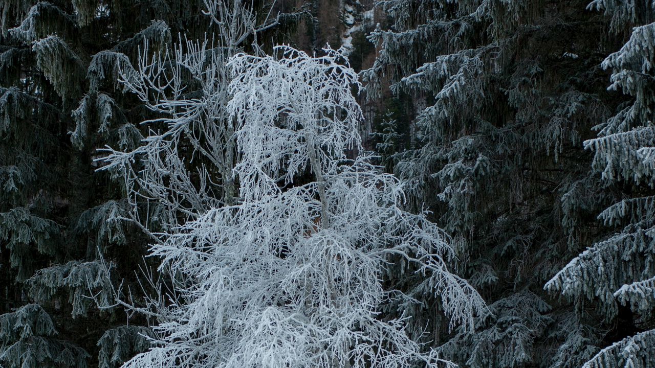 Wallpaper trees, hoarfrost, snow, winter