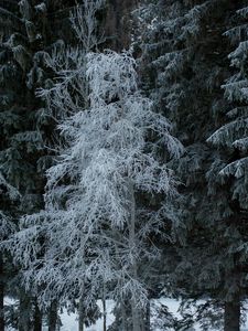 Preview wallpaper trees, hoarfrost, snow, winter