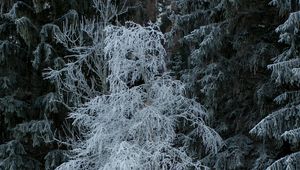 Preview wallpaper trees, hoarfrost, snow, winter