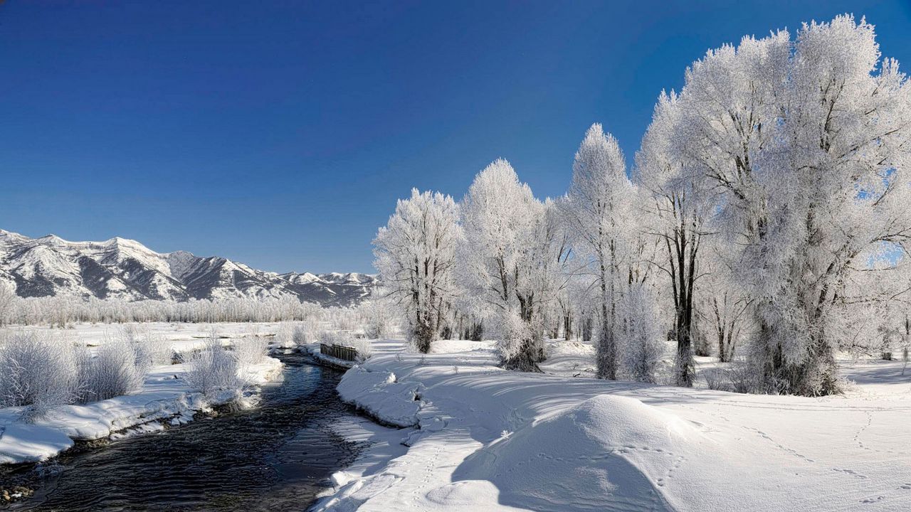 Wallpaper trees, hoarfrost, winter, river, source, current, day