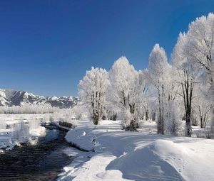 Preview wallpaper trees, hoarfrost, winter, river, source, current, day