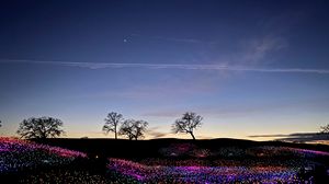 Preview wallpaper trees, horizon, field, glow, night