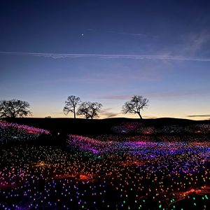Preview wallpaper trees, horizon, field, glow, night