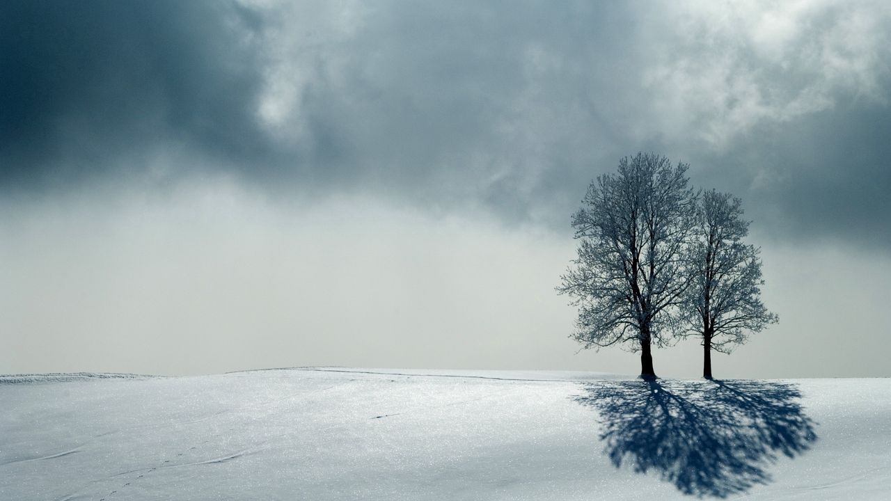 Wallpaper trees, horizon, gray, shadow