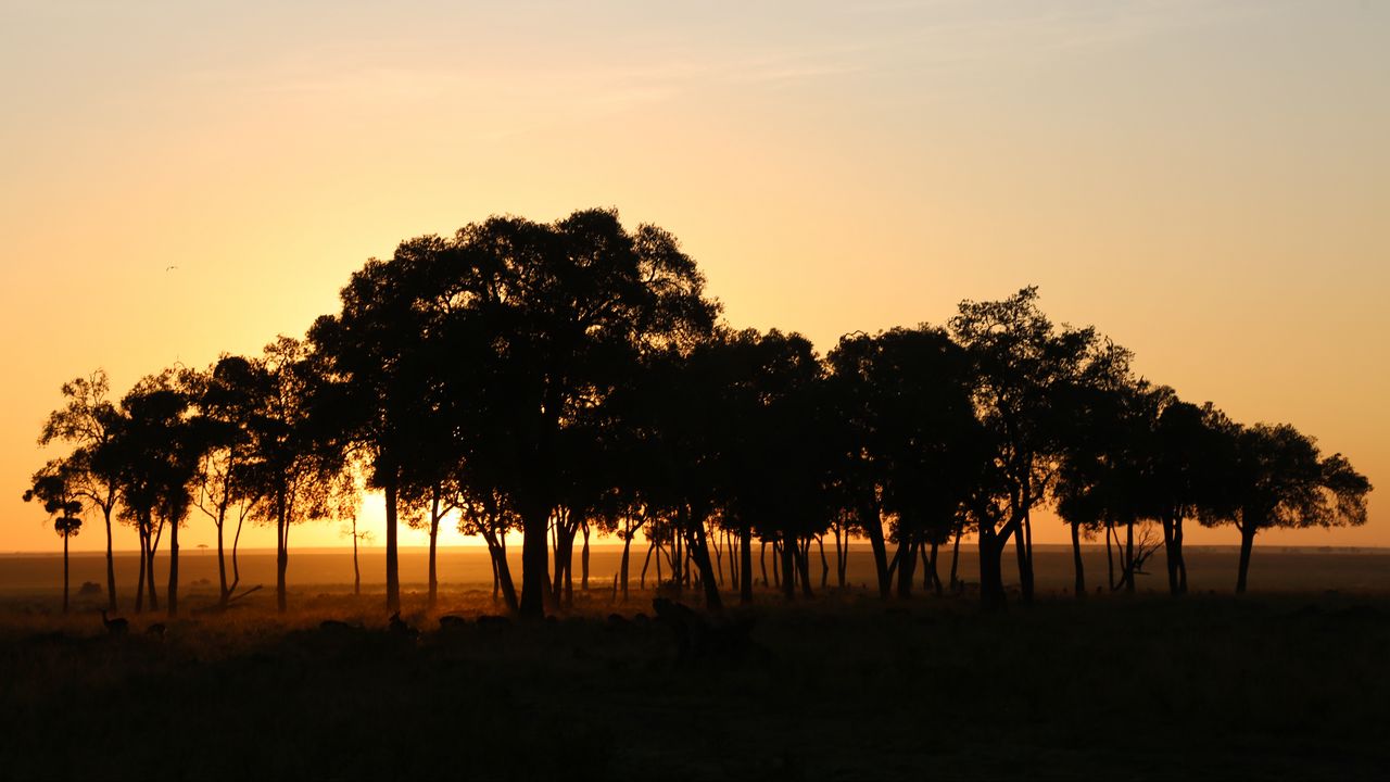 Wallpaper trees, horizon, twilight, dark