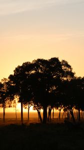 Preview wallpaper trees, horizon, twilight, dark