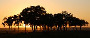 Preview wallpaper trees, horizon, twilight, dark