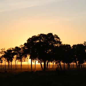 Preview wallpaper trees, horizon, twilight, dark