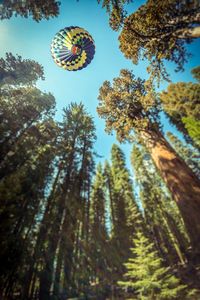 Preview wallpaper trees, hot air balloon, bottom view, sky