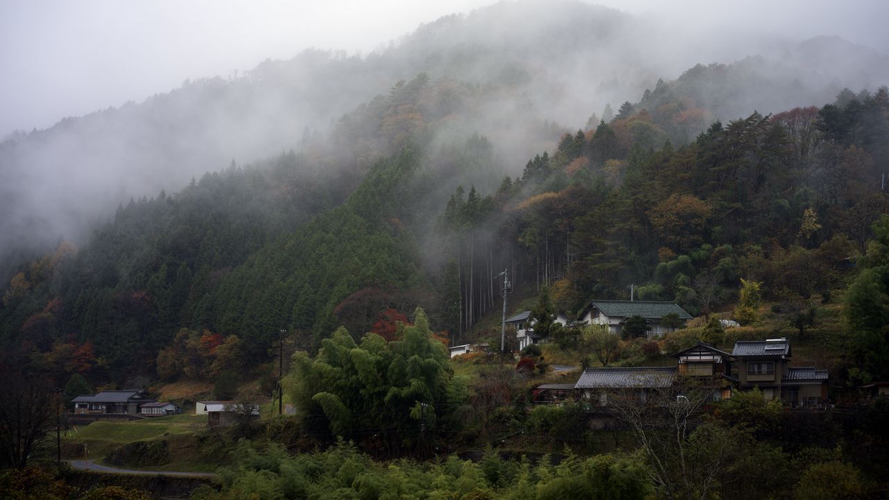 Wallpaper trees, houses, fog, nature