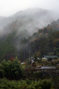 Preview wallpaper trees, houses, fog, nature