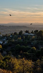 Preview wallpaper trees, houses, hills, birds