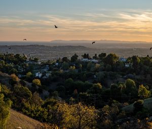 Preview wallpaper trees, houses, hills, birds