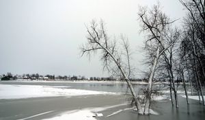 Preview wallpaper trees, ice, lake, winter, frosts, november
