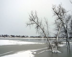 Preview wallpaper trees, ice, lake, winter, frosts, november